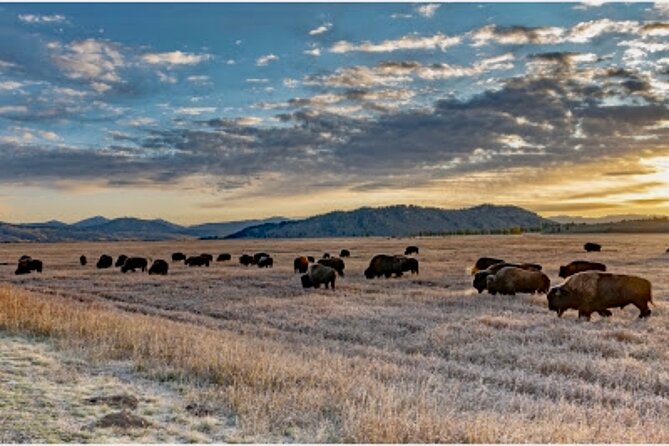 Private Yellowstone Wildlife and Photo Tour’s Upper Loop Cody Wy - Cody, Wyoming, and the road beyond town