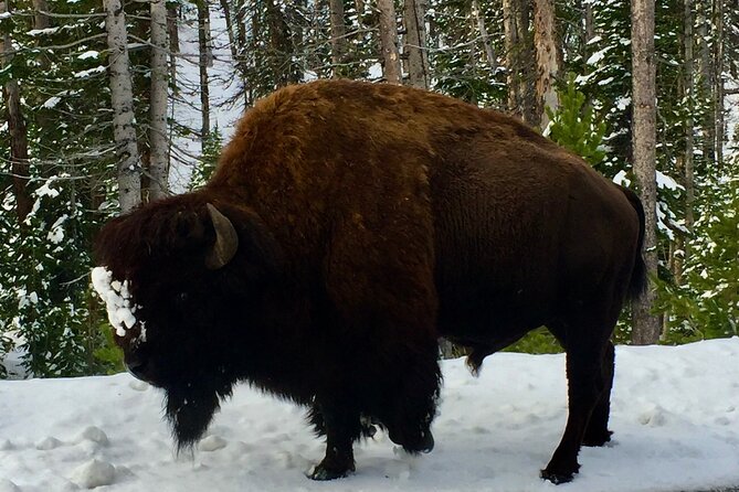 Private Yellowstone Wildlife and Photo Tour’s Upper Loop Cody Wy - Chief Joseph Scenic Byway and the ride back