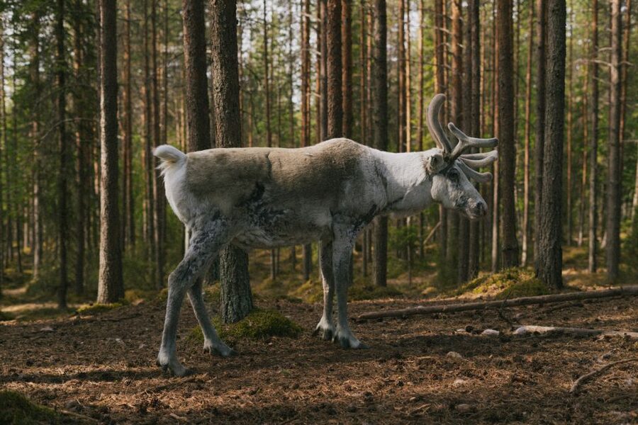 Rovaniemi: Reindeer Farm Visit with Photographer - Photography that gives you more than a phone snapshot