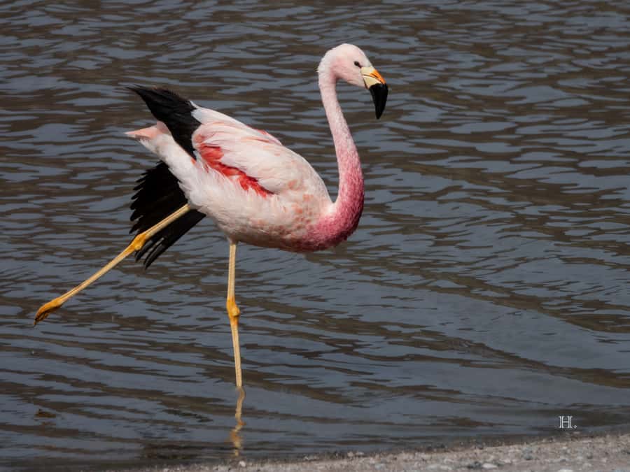 San Pedro de Atacama: Wildlife Safari and Photography Tour - At a glance