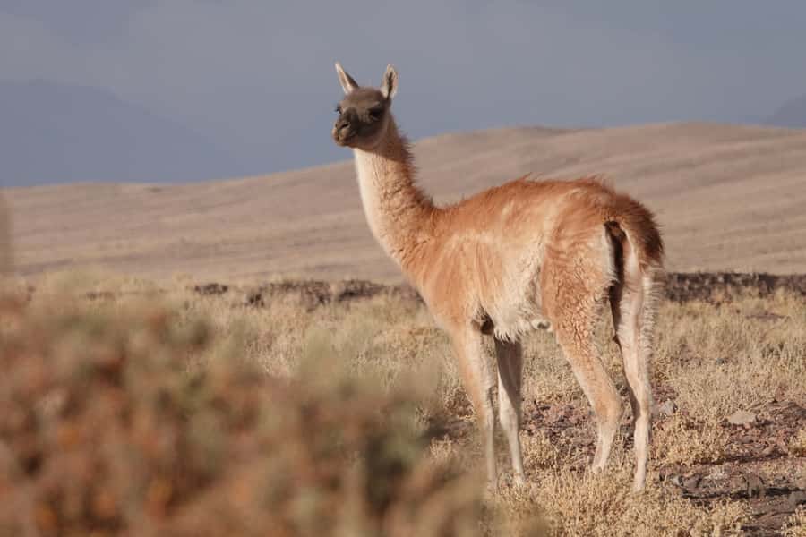 San Pedro de Atacama: Wildlife Safari and Photography Tour - Why this Atacama outing is different