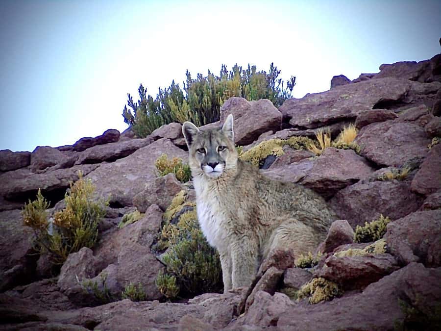 San Pedro de Atacama: Wildlife Safari and Photography Tour - A short walk through Machuca’s wetlands