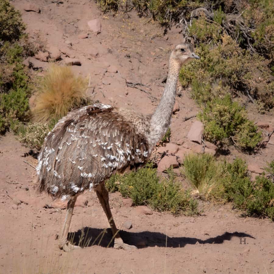 San Pedro de Atacama: Wildlife Safari and Photography Tour - The wide view from Putana Vade