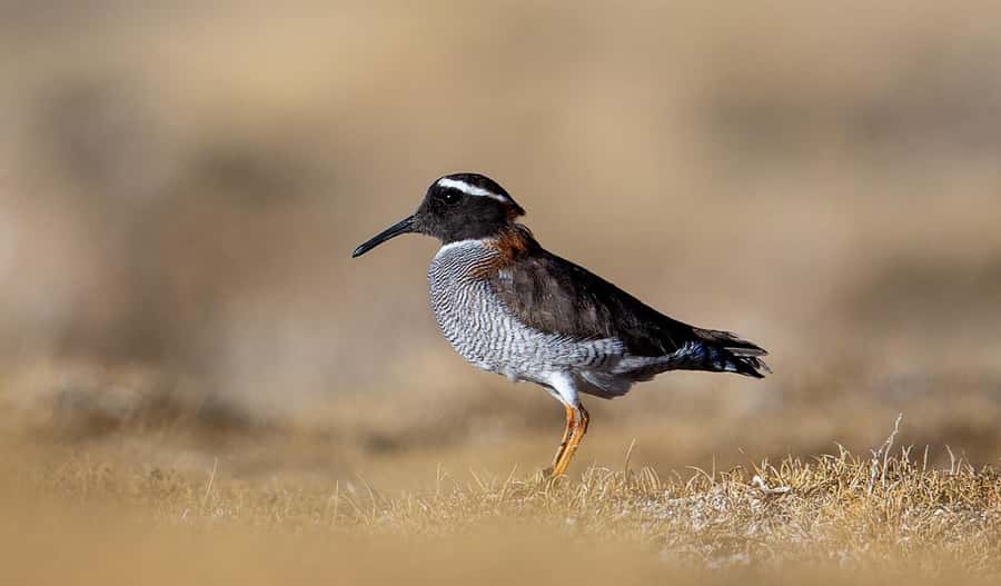 San Pedro de Atacama: Wildlife Safari and Photography Tour - What Juan Pablo adds to the outing