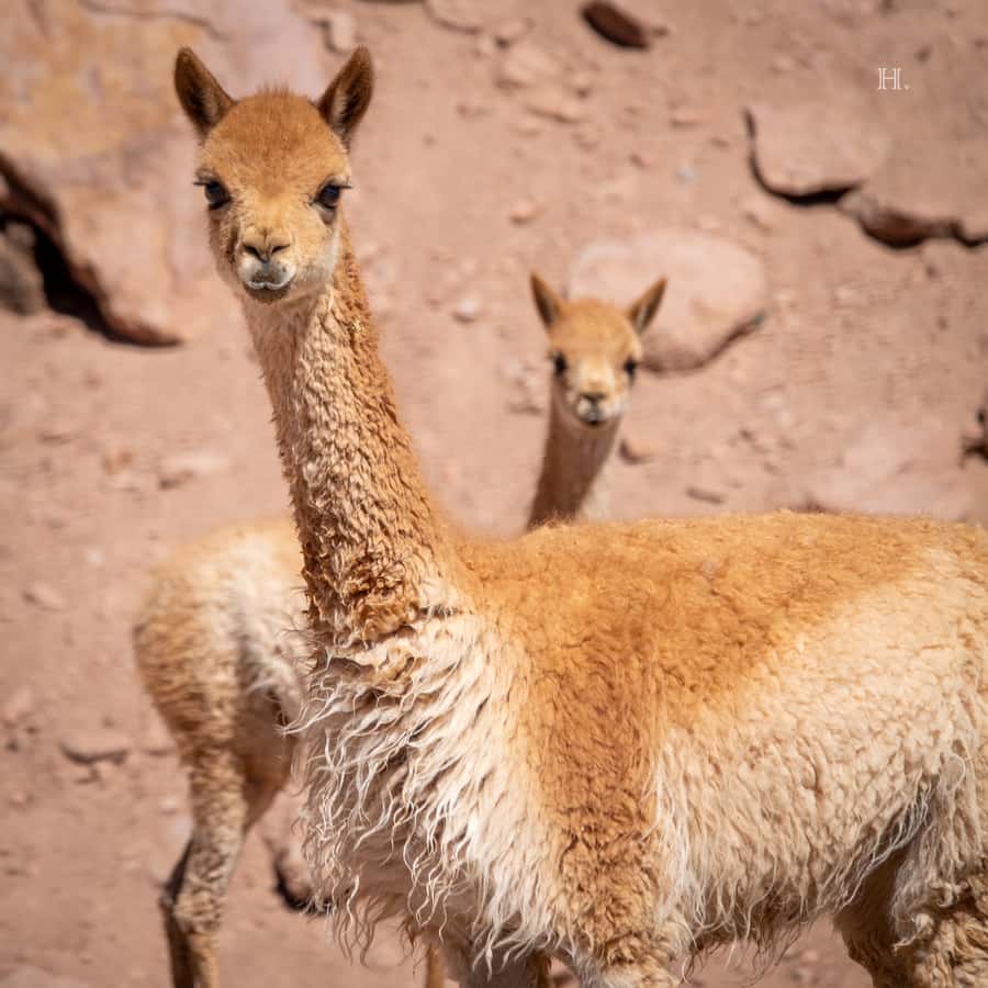 San Pedro de Atacama: Wildlife Safari and Photography Tour - Who should book it