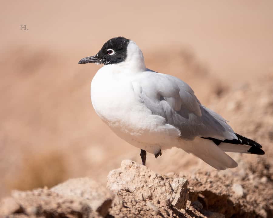 San Pedro de Atacama: Wildlife Safari and Photography Tour - Should you book the wildlife safari?