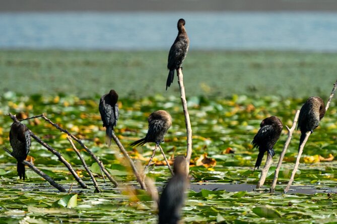 Skadar Lake National Park: Birdwatching & Photography Tour - The first channels inside Lake Skadar National Park