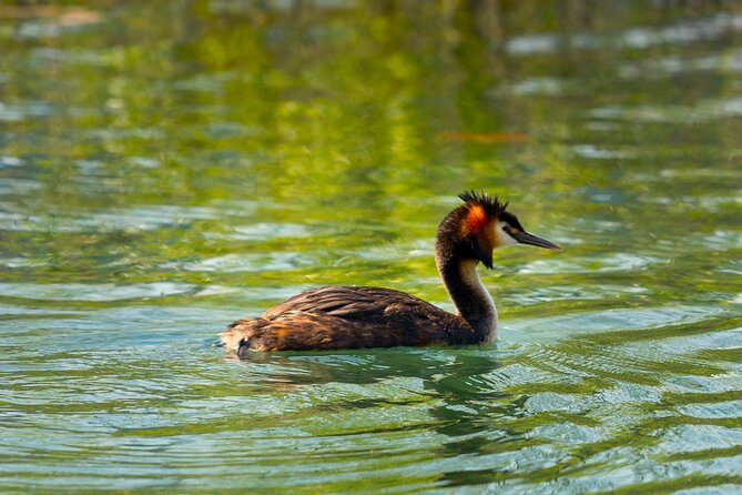 Skadar Lake National Park: Birdwatching & Photography Tour - Fort Lesendro and the half-hour wildlife stop