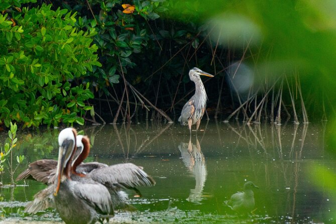 Skadar Lake National Park: Birdwatching & Photography Tour - Is $43 a fair price?