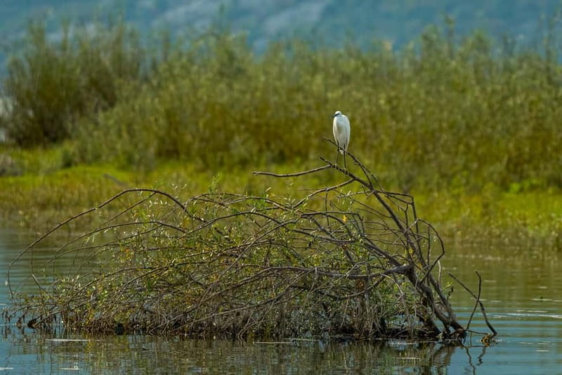 Skadar Lake National Park: Birdwatching & Photography Tour - Who will get the most from this cruise?