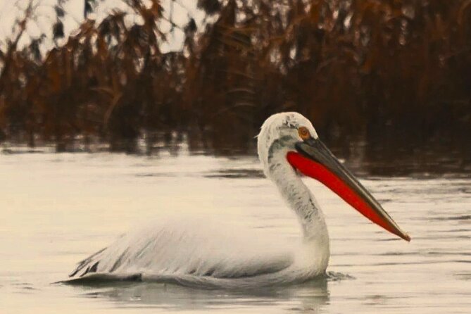 Skadar Lake National Park: Birdwatching & Photography Tour - Leaving Virpazar in a traditional čun