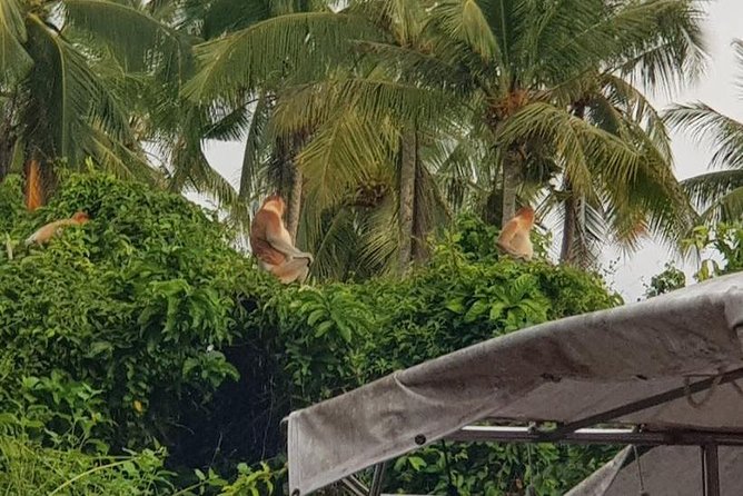Sky-Mirror Photographing and Proboscis Monkey & Fireflies Watching River-Cruise - Searching the mangroves for two kinds of monkeys