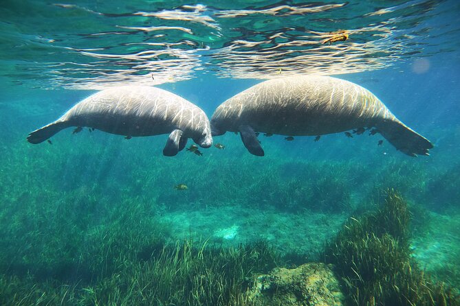 Small Group Manatee Snorkel Tour with In-Water Guide and Photographer - The in-water guide makes the difference