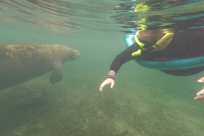 Small Group Manatee Snorkel Tour with In-Water Guide and Photographer - Springs, mothers, calves, and changing water clarity