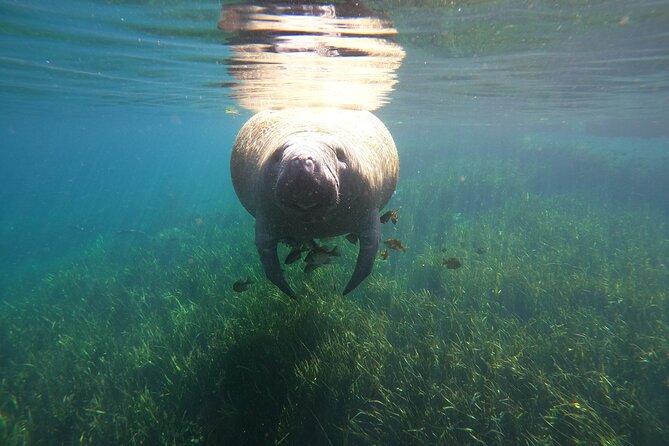 Small Group Manatee Snorkel Tour with In-Water Guide and Photographer - Is $89.99 a fair price?