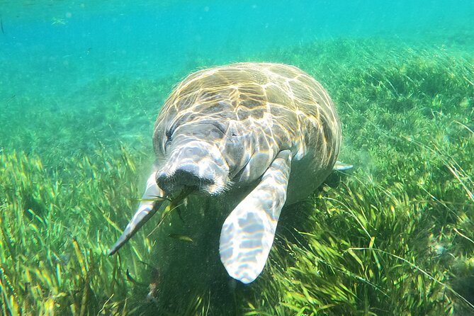 Small Group Manatee Snorkel Tour with In-Water Guide and Photographer - Who should book this Crystal River tour?