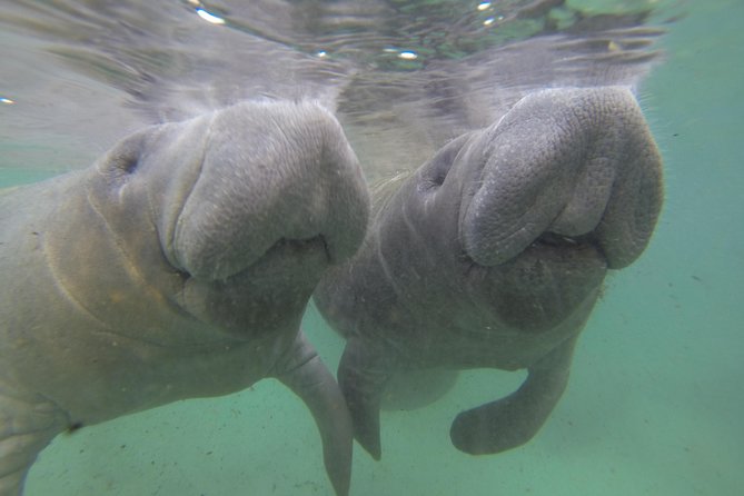 Small group Manatee Tour with In-Water Divemaster/Photographer - Meeting the manatees in Kings Bay