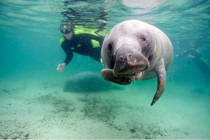 Small group Manatee Tour with In-Water Divemaster/Photographer - Why a small group makes a real difference
