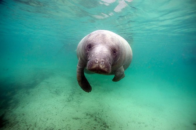 Small group Manatee Tour with In-Water Divemaster/Photographer - Warmth, comfort, and practical packing