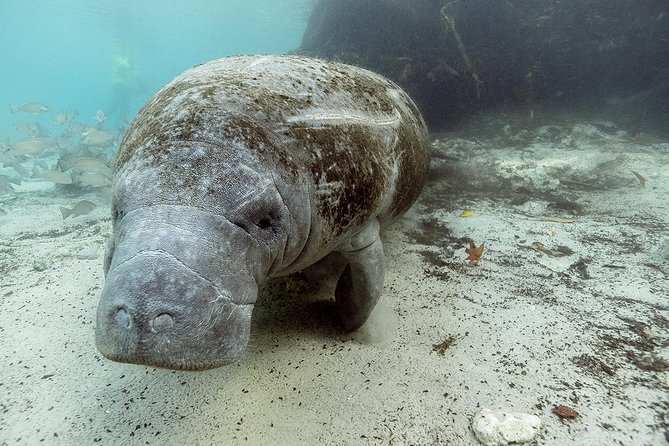 Small group Manatee Tour with In-Water Divemaster/Photographer - What the roughly three-hour trip feels like