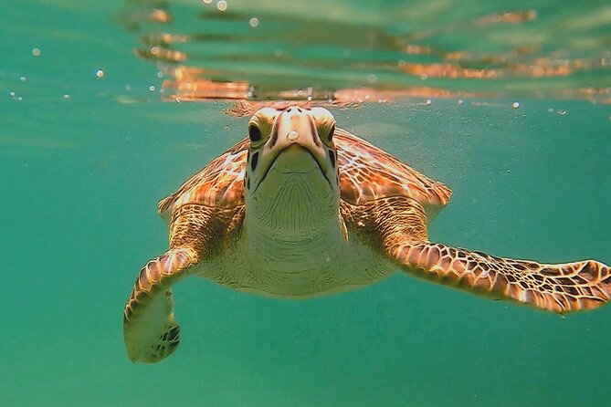 Swim with Turtles in Akumal + GoPro Photo Session - Key points at a glance