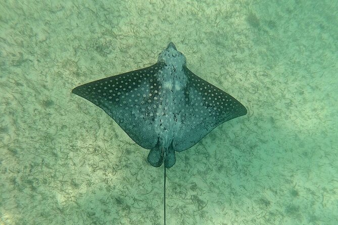 Swim with Turtles in Akumal + GoPro Photo Session - What happens at the Akumal meeting point