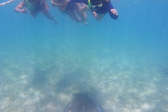Swim with Turtles in Akumal + GoPro Photo Session - Turtle etiquette and the protected bay