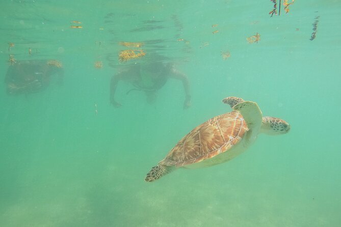 Swim with Turtles in Akumal + GoPro Photo Session - GoPro photos that let you stay in the moment