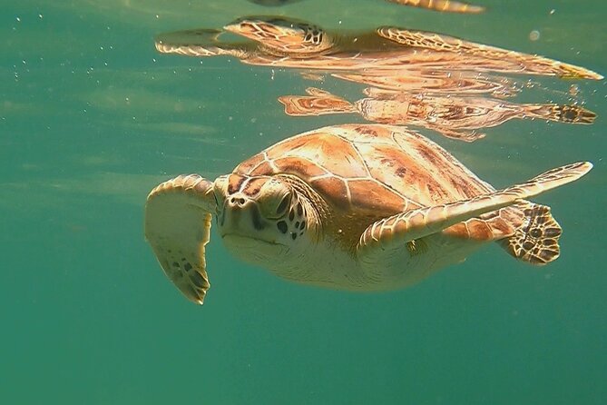Swim with Turtles in Akumal + GoPro Photo Session - How much time you really get