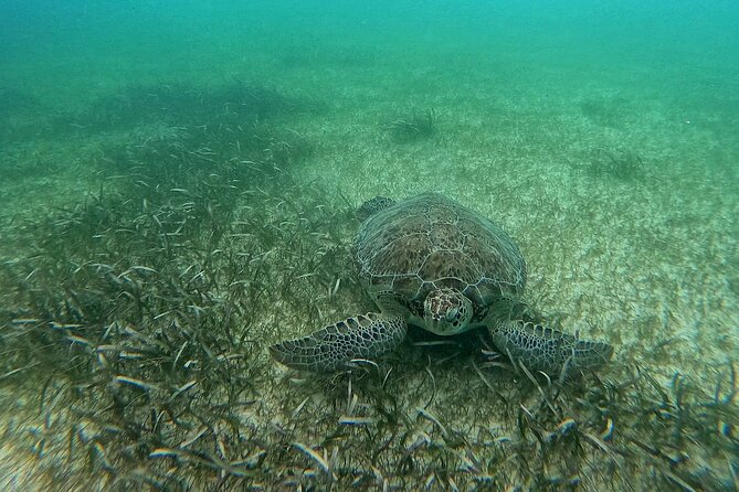 Swim with Turtles in Akumal + GoPro Photo Session - What the $53.59 price includes