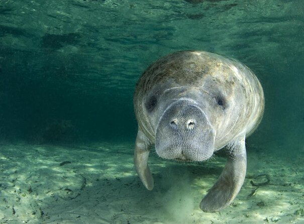 The 'OG' Manatee Snorkel Tour with In-Water Guide/Photographer - Why Crystal River is a special place for manatees
