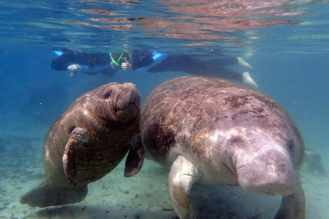 The 'OG' Manatee Snorkel Tour with In-Water Guide/Photographer - Starting at River Ventures on Kings Bay Drive