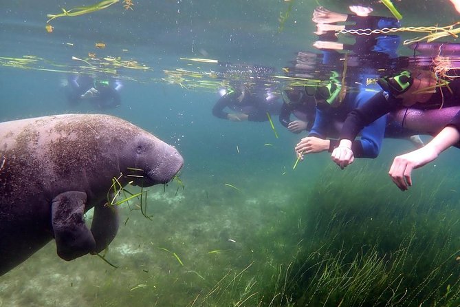 The 'OG' Manatee Snorkel Tour with In-Water Guide/Photographer - What the photographer adds