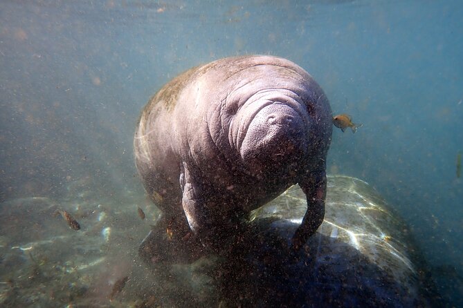 The 'OG' Manatee Snorkel Tour with In-Water Guide/Photographer - When to book for the best chance of manatees