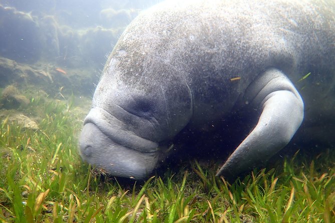 The 'OG' Manatee Snorkel Tour with In-Water Guide/Photographer - Cancellation and practical details