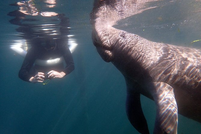 The 'OG' Manatee Snorkel Tour with In-Water Guide/Photographer - Cruising Kings Bay and Three Sisters Springs