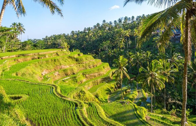 UBUD Instagram Spot Tour with Photographer - At a glance: what makes this Ubud tour useful