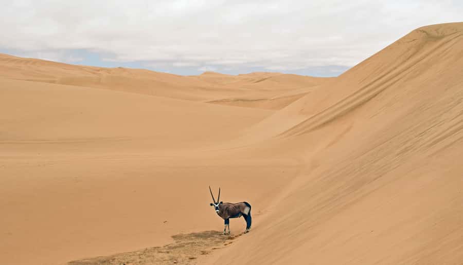 Walvis Bay: Sandwich Harbour Sunset Photography Tour - Meeting point, languages, and booking details