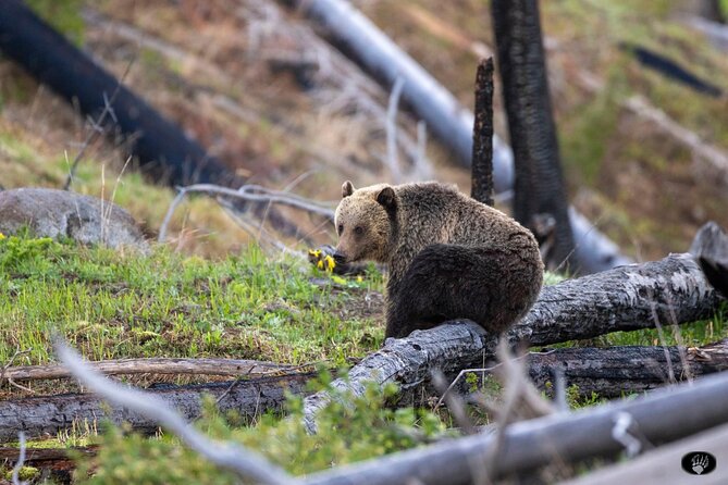 Yellowstone Wildlife and Photo Tours “Upper Loop” Tour From Cody - Key points to know before booking
