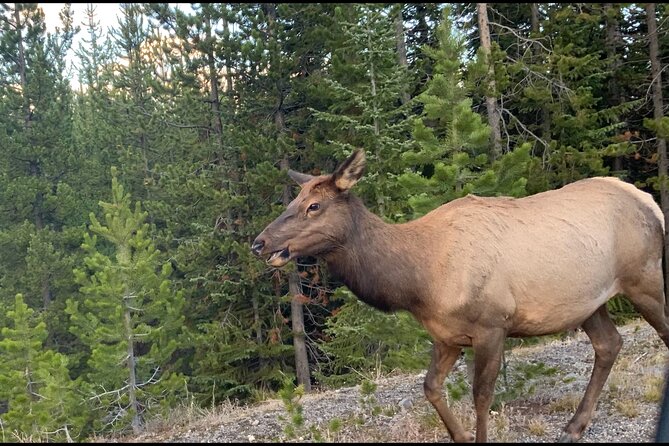 Yellowstone Wildlife and Photo Tours “Upper Loop” Tour From Cody - Why this Upper Loop day works from Cody