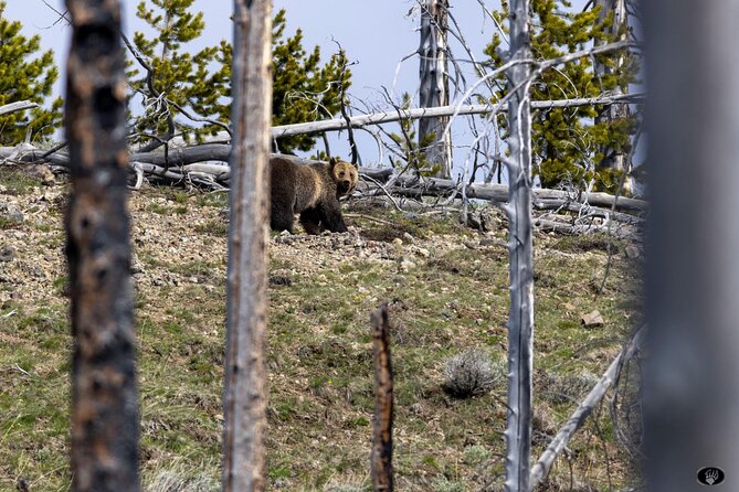 Yellowstone Wildlife and Photo Tours “Upper Loop” Tour From Cody - Tower Fall and the Grand Canyon of the Yellowstone