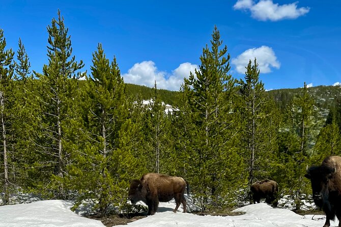 Yellowstone Wildlife and Photo Tours “Upper Loop” Tour From Cody - Lamar Valley is the heart of the wildlife hunt