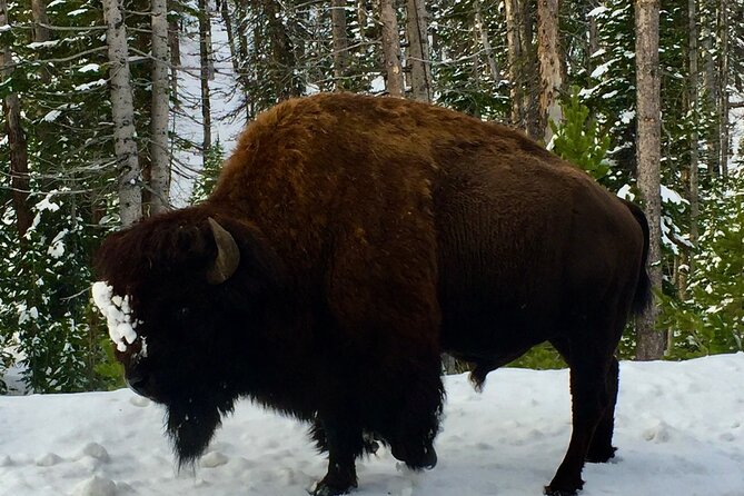 Yellowstone Wildlife and Photo Tours “Upper Loop” Tour From Cody - Roosevelt Arch marks the park’s northern gateway
